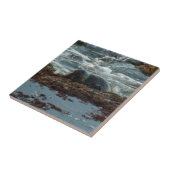 Sunset Lit Harbour Seal I in San Diego Tegeltje (Zijkant)