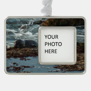 Sunset Lit Harbour Seal I in San Diego Verzilverd Omlijst Ornament