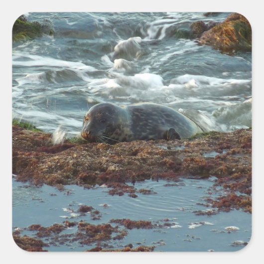 Sunset Lit Harbour Seal I in San Diego Vierkante Sticker (Voorkant)