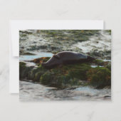 Sunset Lit Harbour Seal II in San Diego (Voorkant)