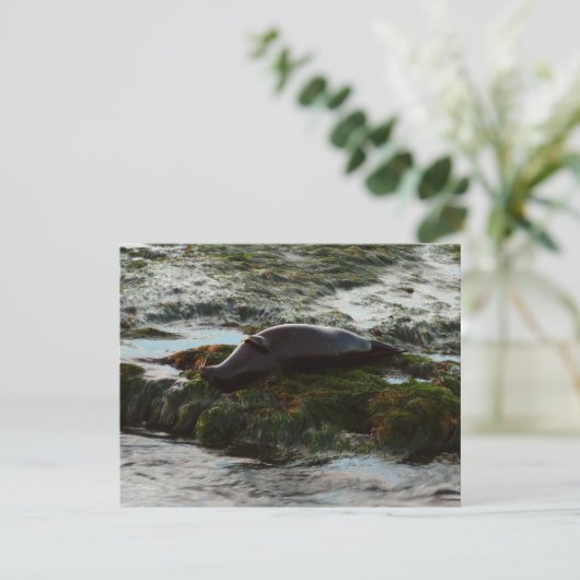 Sunset Lit Harbour Seal II in San Diego (Staand voorkant)