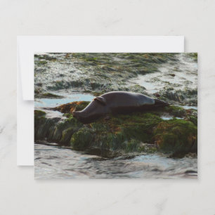 Sunset Lit Harbour Seal II in San Diego