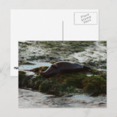 Sunset Lit Harbour Seal II in San Diego Briefkaart (Voorkant / Achterkant)