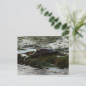 Sunset Lit Harbour Seal II in San Diego Briefkaart (Staand voorkant)