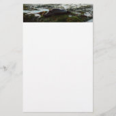 Sunset Lit Harbour Seal II in San Diego Briefpapier (Voorkant)