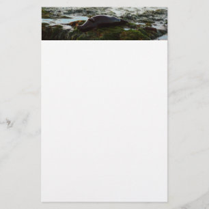 Sunset Lit Harbour Seal II in San Diego Briefpapier