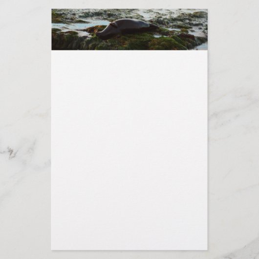 Sunset Lit Harbour Seal II in San Diego Briefpapier (Voorkant)
