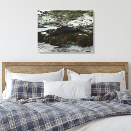 Sunset Lit Harbour Seal II in San Diego Canvas Afdruk (Insitu (Slaapkamer))