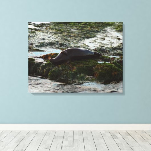Sunset Lit Harbour Seal II in San Diego Canvas Afdruk (Insitu (Houten vloer))