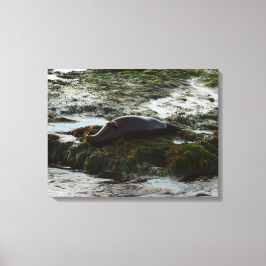 Sunset Lit Harbour Seal II in San Diego Canvas Afdruk (Voorkant)
