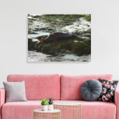 Sunset Lit Harbour Seal II in San Diego Canvas Afdruk (Insitu (Woonkamer))
