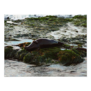 Sunset Lit Harbour Seal II in San Diego Foto Afdruk