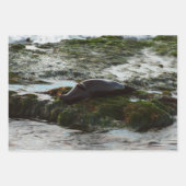 Sunset Lit Harbour Seal II in San Diego Inpakpapier Vel (Voorkant 2)