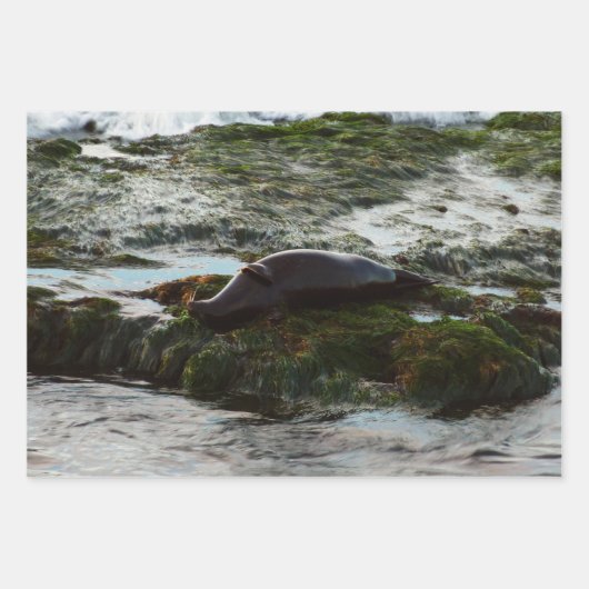 Sunset Lit Harbour Seal II in San Diego Inpakpapier Vel (Voorkant)