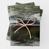 Sunset Lit Harbour Seal II in San Diego Inpakpapier Vel (In situ)