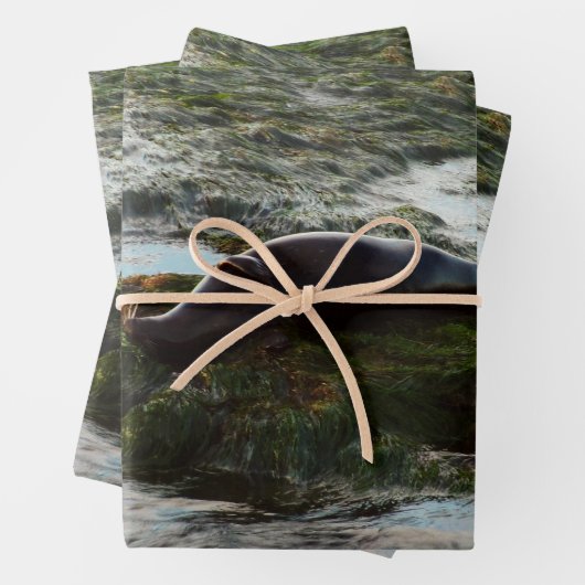 Sunset Lit Harbour Seal II in San Diego Inpakpapier Vel (In situ)