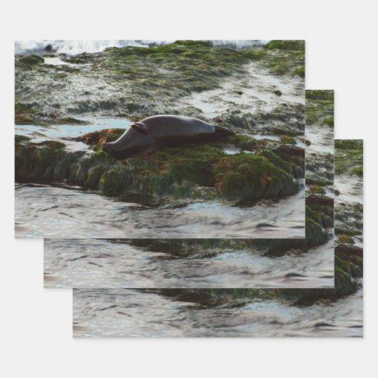 Sunset Lit Harbour Seal II in San Diego Inpakpapier Vel (Set)