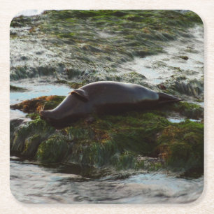 Sunset Lit Harbour Seal II in San Diego Kartonnen Onderzetters