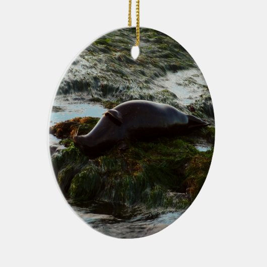 Sunset Lit Harbour Seal II in San Diego Keramisch Ornament (Rechts)