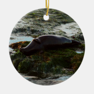 Sunset Lit Harbour Seal II in San Diego Keramisch Ornament