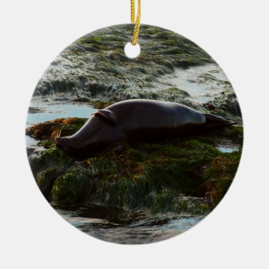 Sunset Lit Harbour Seal II in San Diego Keramisch Ornament (Voorkant)