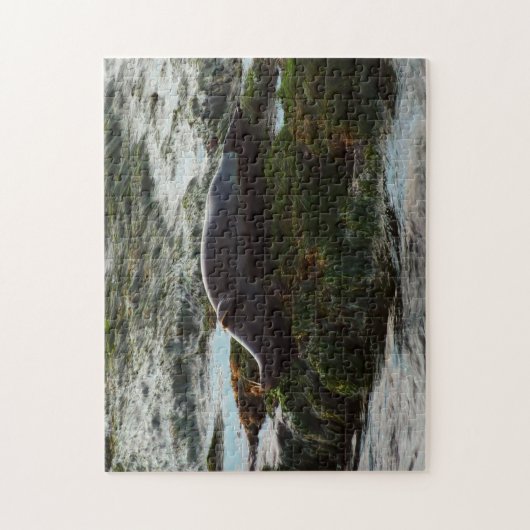 Sunset Lit Harbour Seal II in San Diego Legpuzzel (Verticaal)