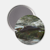 Sunset Lit Harbour Seal II in San Diego Magneet (Voorkant / Achterkant)