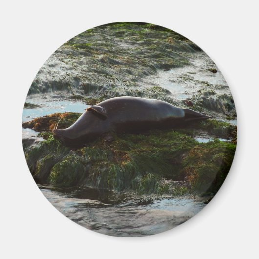 Sunset Lit Harbour Seal II in San Diego Magneet (Voorkant)