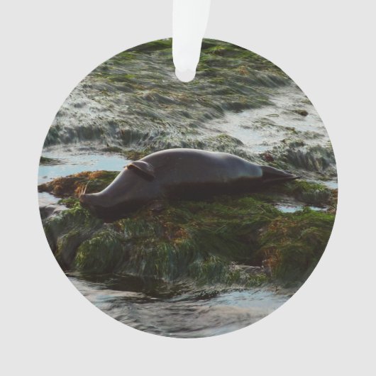 Sunset Lit Harbour Seal II in San Diego Ornament (voorkant)