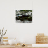 Sunset Lit Harbour Seal II in San Diego Poster (Keuken)