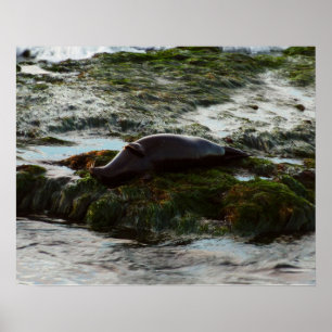 Sunset Lit Harbour Seal II in San Diego Poster