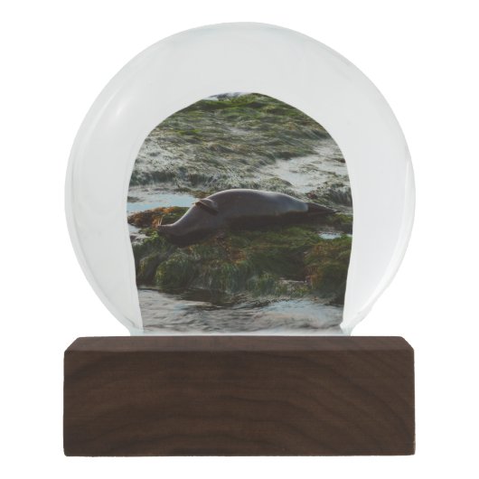 Sunset Lit Harbour Seal II in San Diego Sneeuwbol (Voorkant)