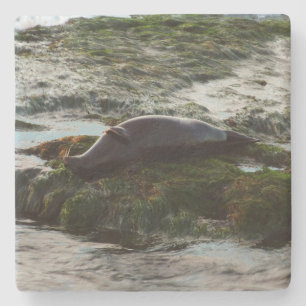 Sunset Lit Harbour Seal II in San Diego Stenen Onderzetter