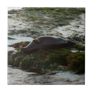 Sunset Lit Harbour Seal II in San Diego Tegeltje