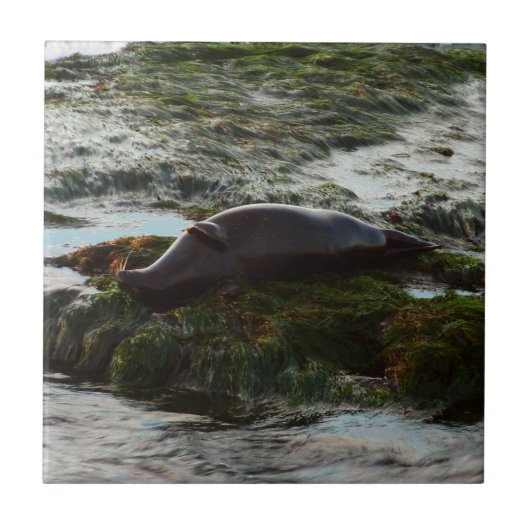 Sunset Lit Harbour Seal II in San Diego Tegeltje (Voorkant)