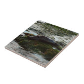 Sunset Lit Harbour Seal II in San Diego Tegeltje (Zijkant)