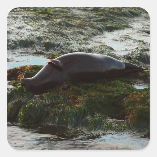 Sunset Lit Harbour Seal II in San Diego Vierkante Sticker (Voorkant)