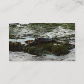 Sunset Lit Harbour Seal II in San Diego Visitekaartje (Achterkant)