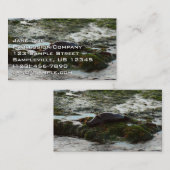 Sunset Lit Harbour Seal II in San Diego Visitekaartje (Voorkant / Achterkant)