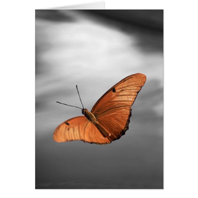 Sunset met Butterfly (Voorkant)