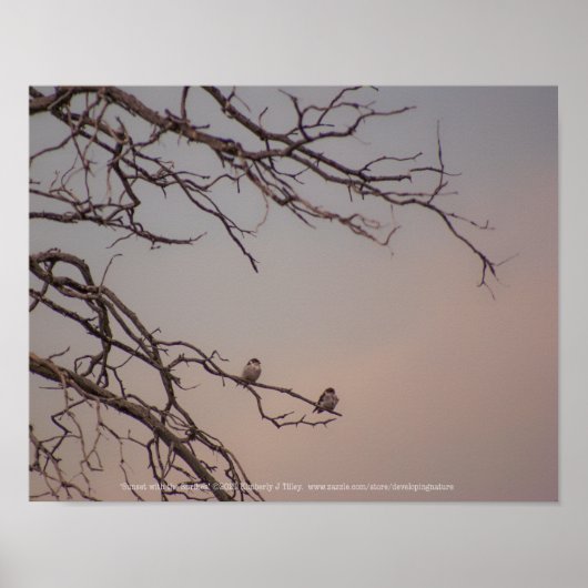 Sunset met de Shrikes Poster (Voorkant)