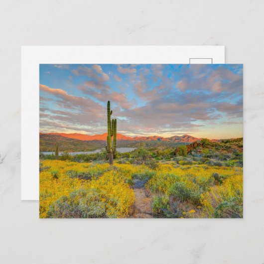 Sunset on Desert Landscape Briefkaart (Voorkant / Achterkant)