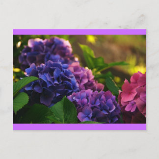 Sunset on Hydrangeas Briefkaart