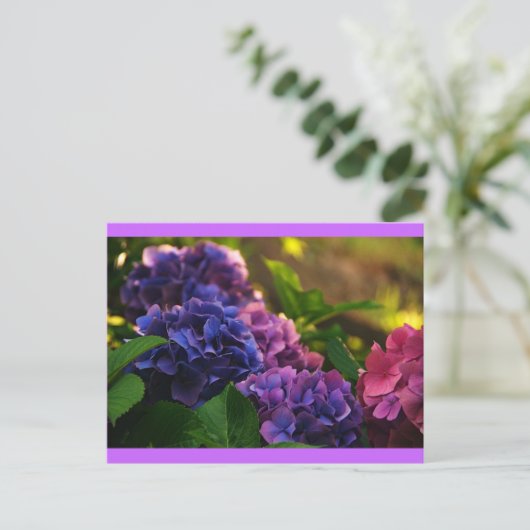 Sunset on Hydrangeas Briefkaart (Staand voorkant)