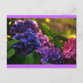 Sunset on Hydrangeas Briefkaart (Voorkant)