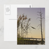 Sunset on Louisiana Swamp Briefkaart (Voorkant / Achterkant)