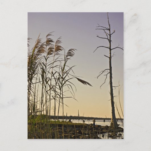 Sunset on Louisiana Swamp Briefkaart (Voorkant)
