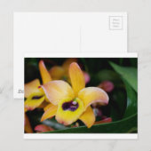 Sunset Orchid Briefkaart (Voorkant / Achterkant)