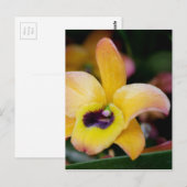 Sunset Orchid Briefkaart (Voorkant / Achterkant)