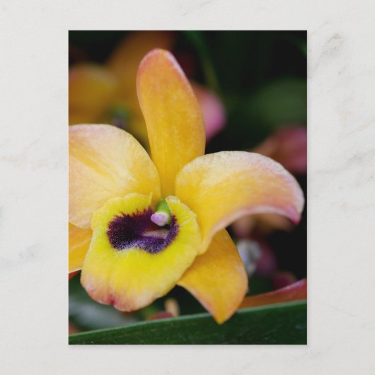 Sunset Orchid Briefkaart (Voorkant)